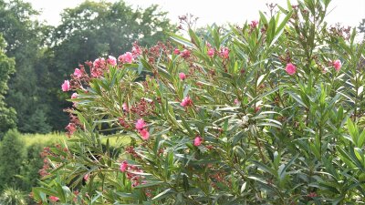 Oleander mit rosa Blüten