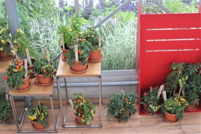 Viele Balkontomaten in Töpfen