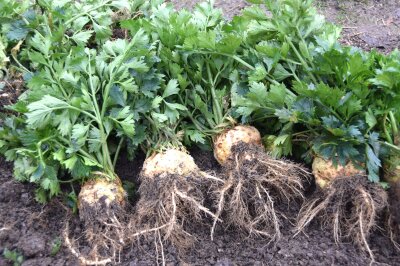 Geerntete Sellerieknollen