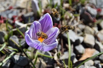 lila Krokus mit Bienen