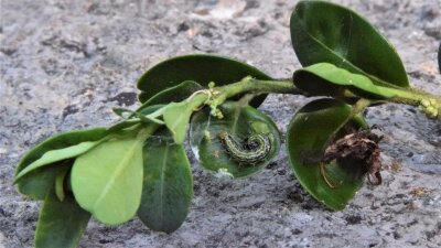 Grüne Raupe auf Trieb mit grünen Blättern