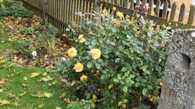 Orangefarbene Rosen blühen in einem herbstlichen Beet und Laub auf dem Rasen.