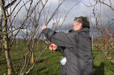 Mann schneidet an jungem Obstbaum