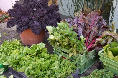 Ernte von Herbst- und Wintergemüse