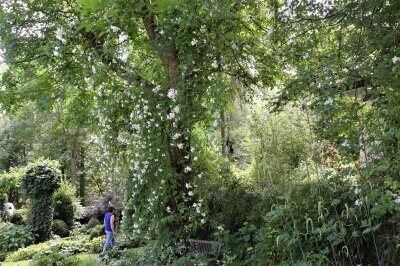 Person steht vor einer Ramblerrose in einem Baum