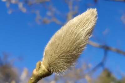 Flauschige Magnolienknospe