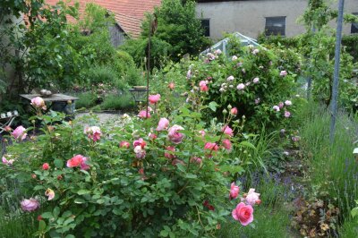 Blick in einen Garten mit Rosen