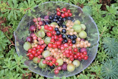 Bunte Beeren in einer flachen Glasschüssel