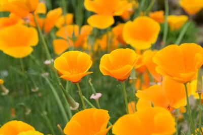 orangefarbene Blüten des Goldmohn