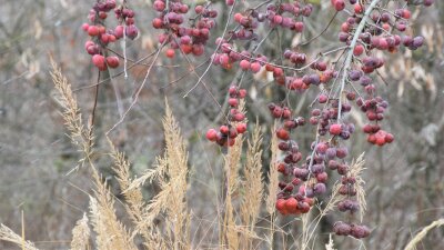 Rote Zieräpfel und Gräser im Garten