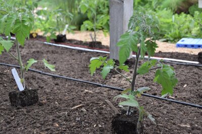 Tomatenjungpflanzen stehen auf dem Beet