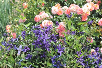 Blaue Staudenclematis mit rosa blühenden Rosen