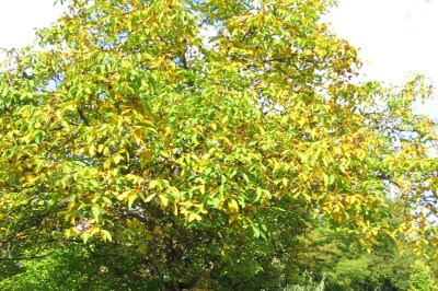 Großer Baum mit sich gelb färbenden Blättern
