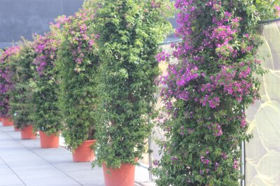 Mehrere blühende Bougainvilleapflanzen in Töpfen