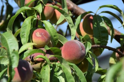 Pfirsichfrüchte am Baum