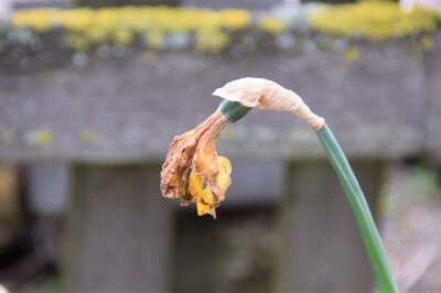 Verblühte Narzisse