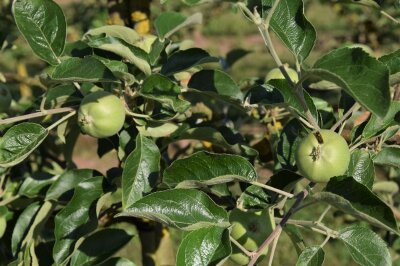 Apfel-Jungfrüchte mit Abstand am Zweig