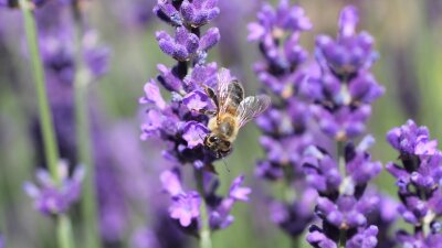 Biene an Lavendelblüten