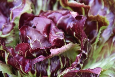 Nahaufnahme eines roten Radicchio-Blattes