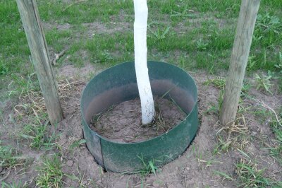 Baumpflanzung mit Gießring