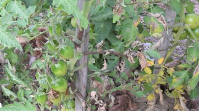 Tomatenpflanze mit braunen Stängeln