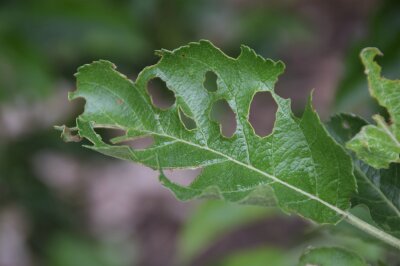Durchlöchertes grünes Blatt