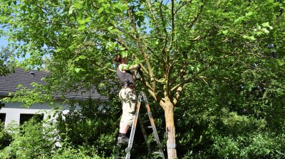 Mensch steht auf Leiter an einem Baum