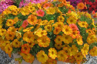 Blüten im Farbspiegel gelb-orange-rot