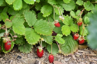 Rote Monatserdbeeren