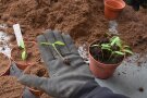 Paprika Jungpflanze liegt auf der flachen Hand, andere Jungpflanzen stehen noch im Topf.