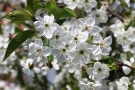 Weiße Blüten der Sauerkirschen
