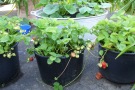 Erdbeeren und Gemüse in Töpfen