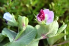 zweifarbig violette Blüten der Pal-Erbsen-Sorte 'Blauwschokker'