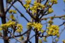 Gelbe Blüten der Kornelkirsche