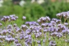 blaue Blüten des Bienenfreundes (Phacelia)