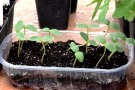 Gurkenjungpflanzen-Anzucht in einer Schale