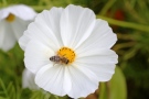 Weißes Schmuckkörbchen mit Biene