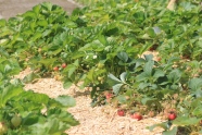 Erdbeeren mit Strohunterlage