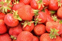 Erdbeere 'Elianny'