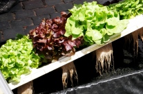 Hydroponik: Salat wächst auf Nährlösung