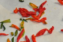 Chili trocknen