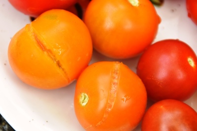 aufgeplatze Tomatenfrüchte