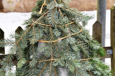 Alter Weihnachtsbaum als Winterschutz für Hochstammrosen