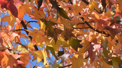 Buntes Laub am Baum