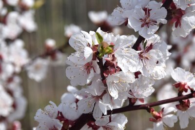 Weiße Blüten der Kirsche