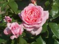 Rosen in rosa Blüten mit Knospen und Laubblättern