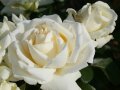 Große gefüllte Rosen in cremeweißen Blüten mit zartgelber Mitte und Laubblättern