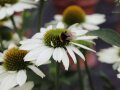 Eine Hummel sammelt Pollen an den Staubgefäßen einer weißen Echinacea-Blume