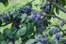 Viele Früchte mit dunkelblauer Farbe und Laubblättern hängen am Ast.