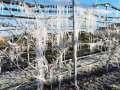 Aprikosenbaum mit Blüte unter Eispanzer am Spalier auf den Obstanlagen